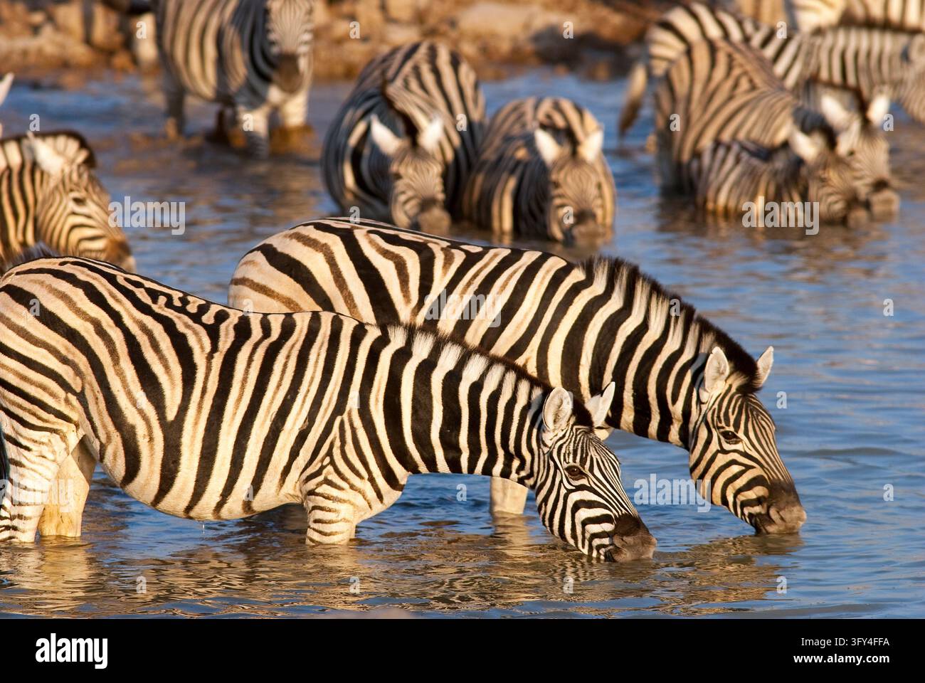 Eququs Zebra (Equus quagga) herd at Okaukuejo waterhole, Etosha National Park ...