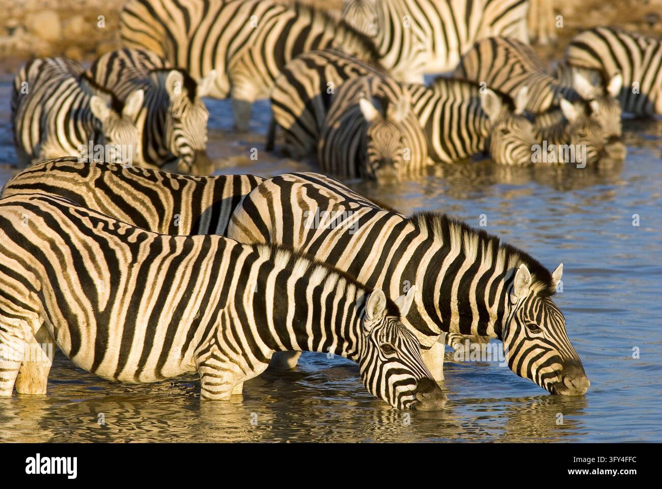 Eququs Zebra (Equus quagga) herd at Okaukuejo waterhole, Etosha National Park ...