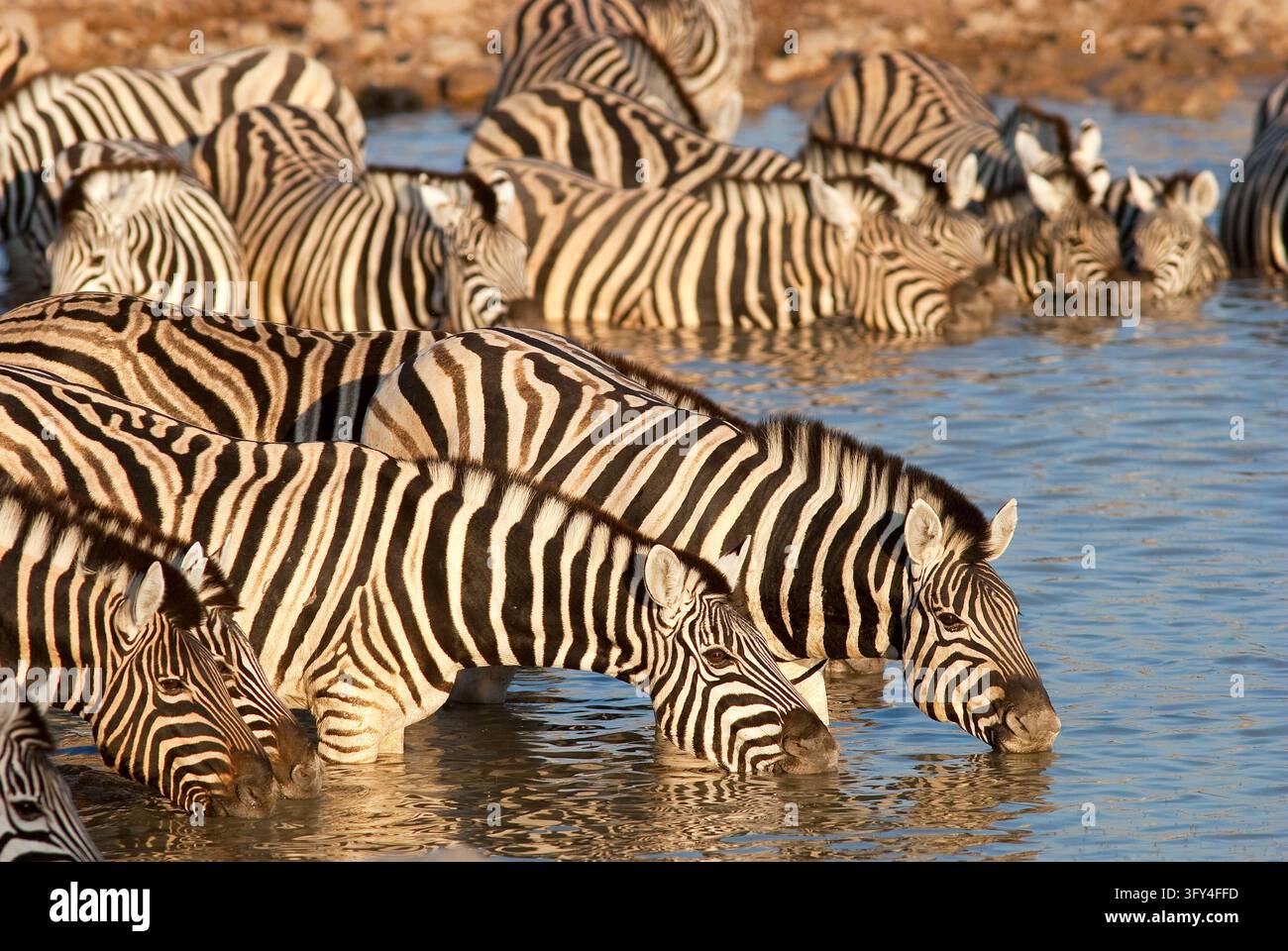 Eququs Zebra (Equus quagga) herd at Okaukuejo waterhole, Etosha National Park ...