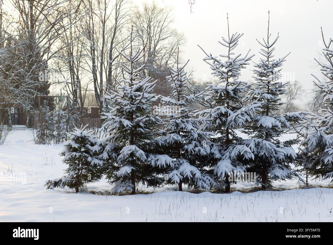 Snow-dusted evergreen spruce trees stand gracefully in a quiet winter ...