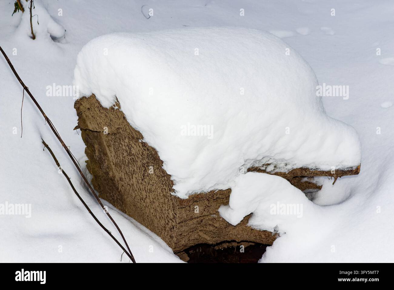 Large wooden stump covered with a fluffy white blanket of fresh snow in ...