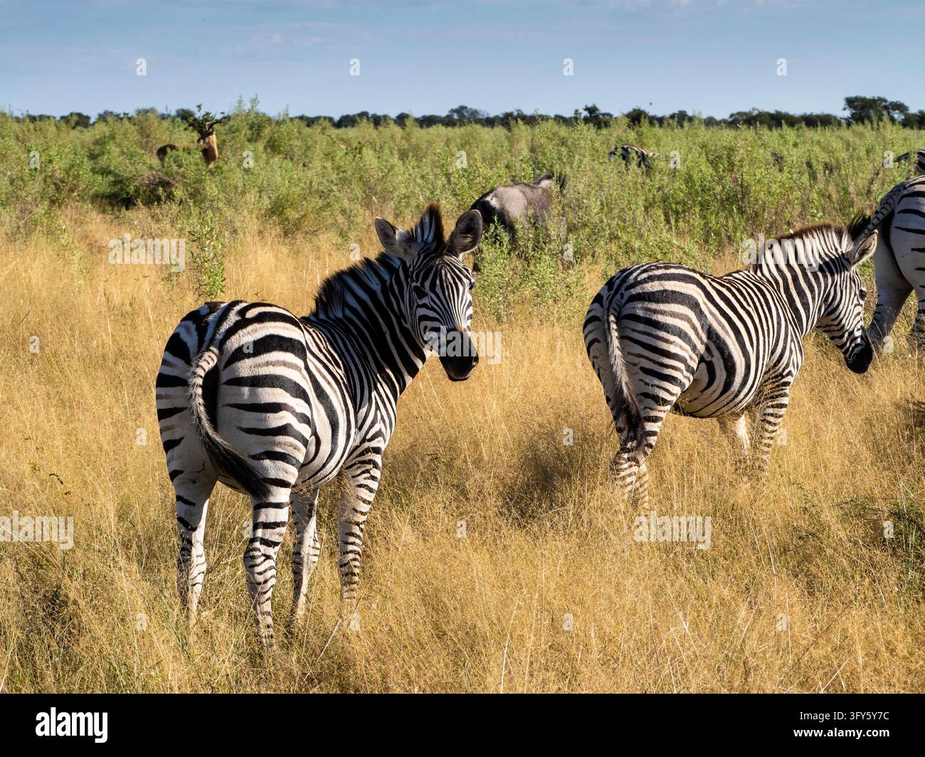 Eququs Plains zebra (Equus quagga), Moremi Game Reserve, Okavango Delta ...
