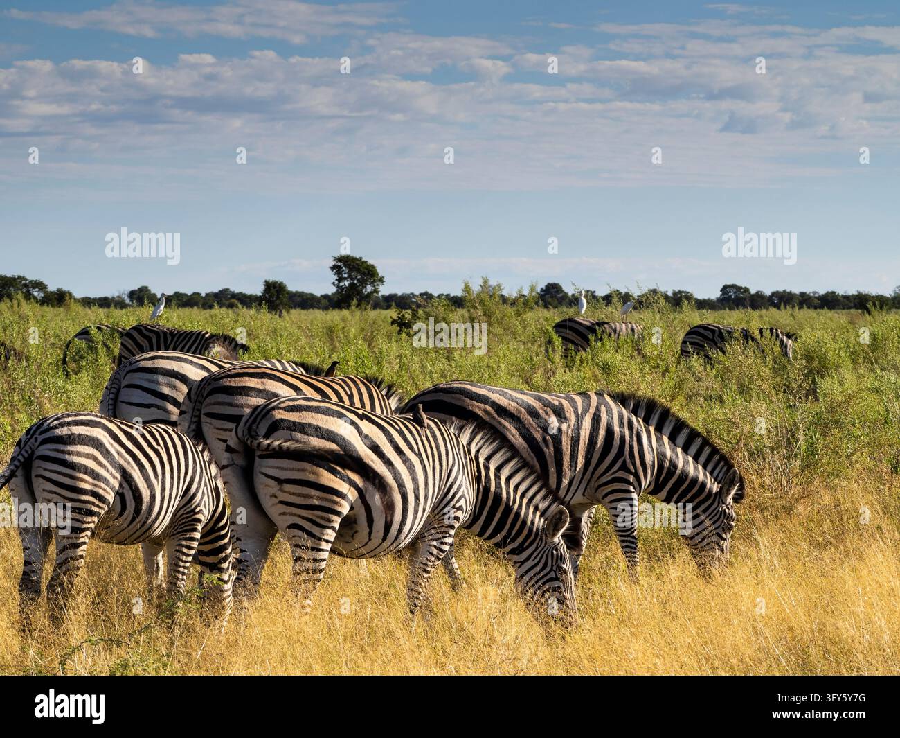 Eququs Plains zebra (Equus quagga), Moremi Game Reserve, Okavango Delta ...