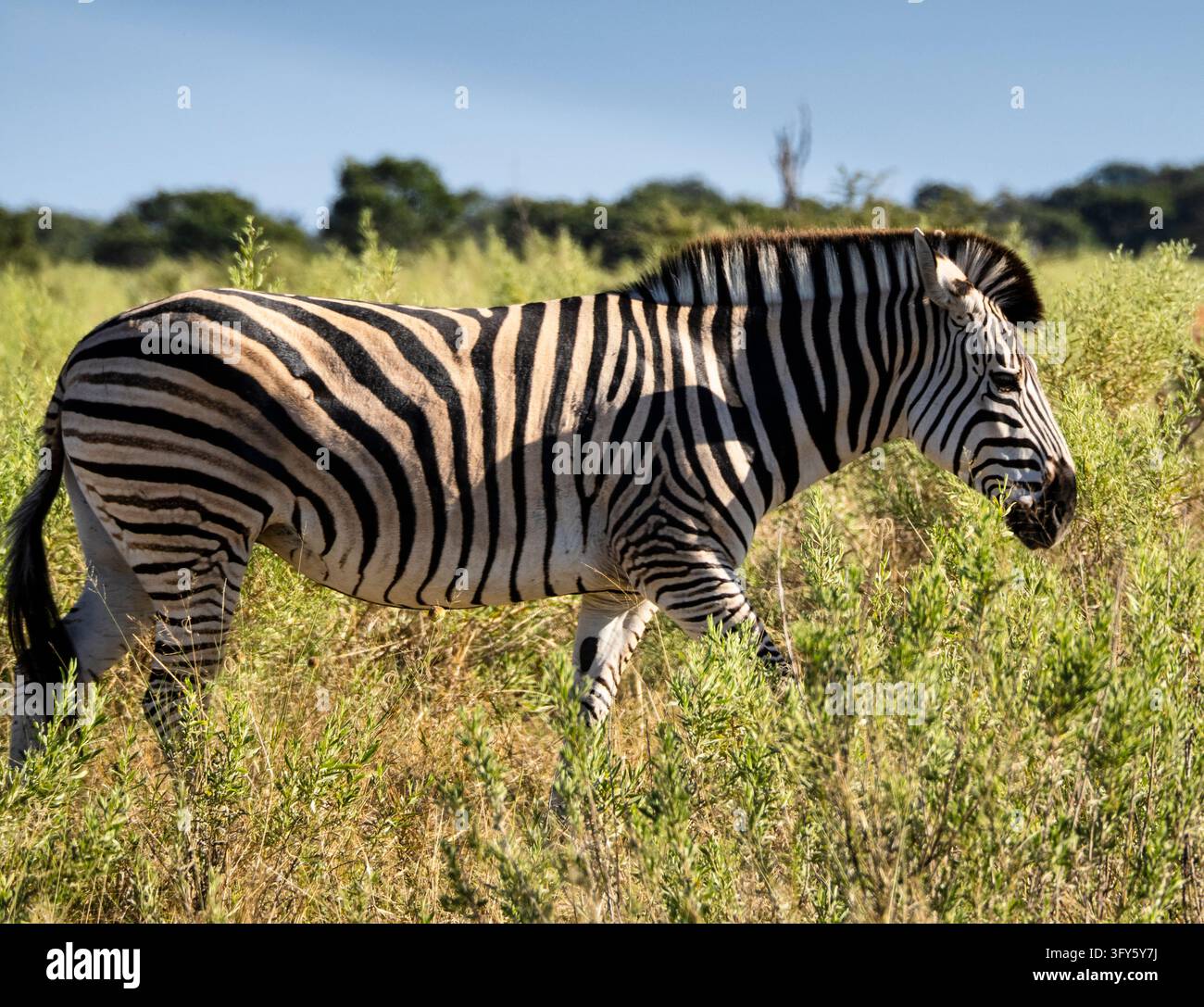 Eququs Plains zebra (Equus quagga), Moremi Game Reserve, Okavango Delta ...
