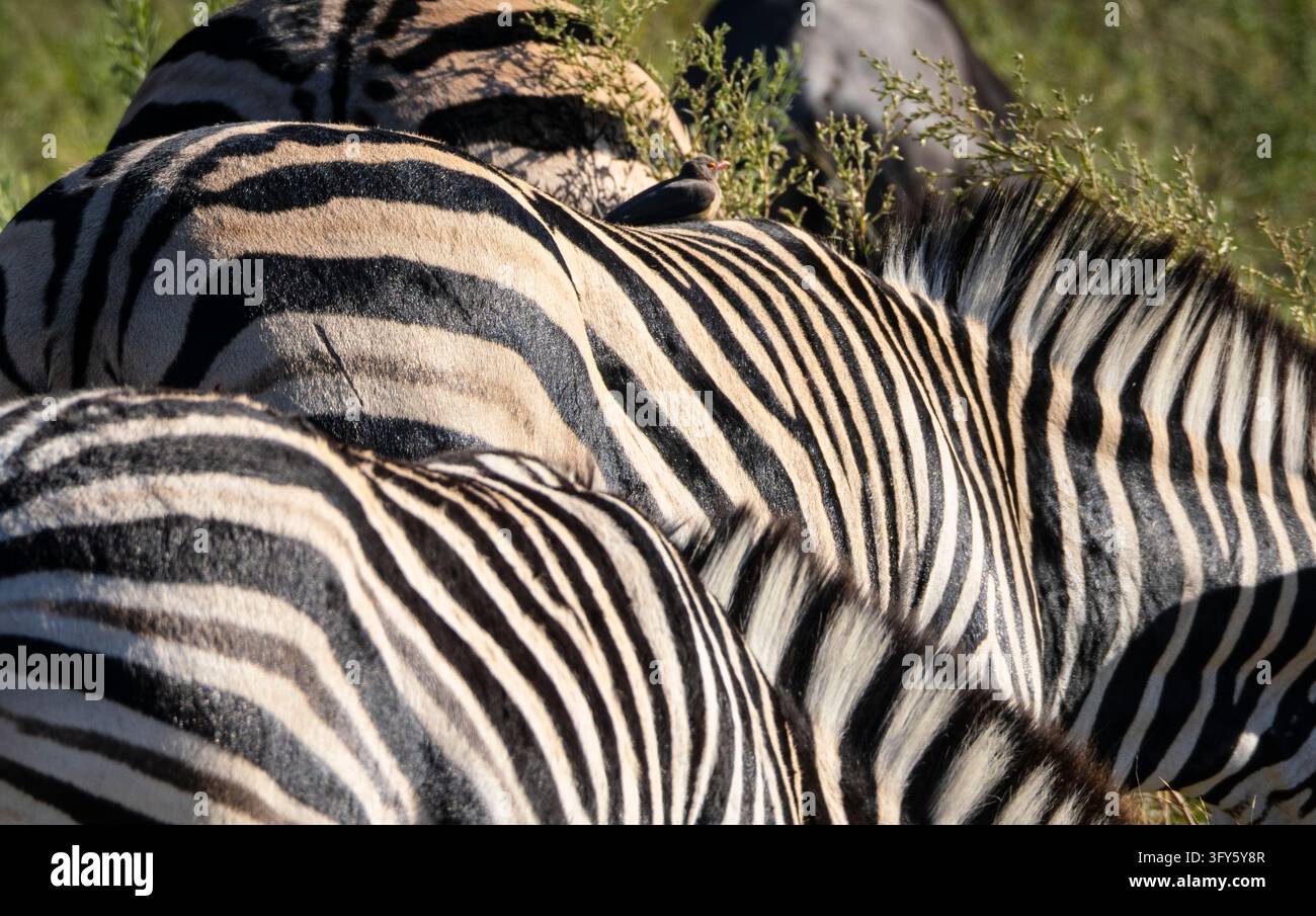Eququs red-billed oxpecker (Buphagus erythrorynchus) on a Plains zebra (Equus ...