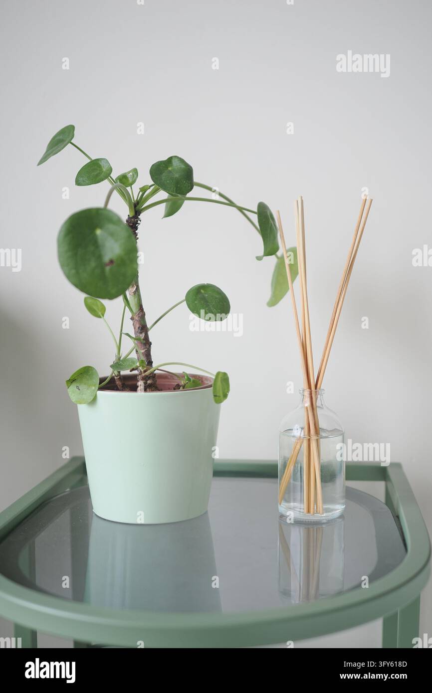 Pillea Potted pilea plant and reed diffuser on a glass table Stock Photo - Alamy