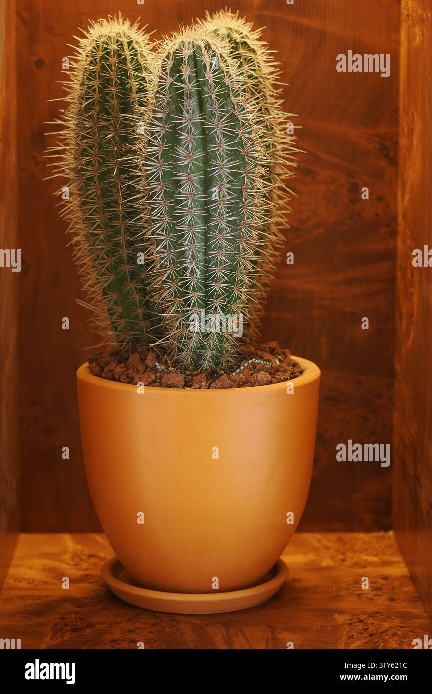 Cactus growing in a pot indoors against a wooden wall Stock Photo - Alamy