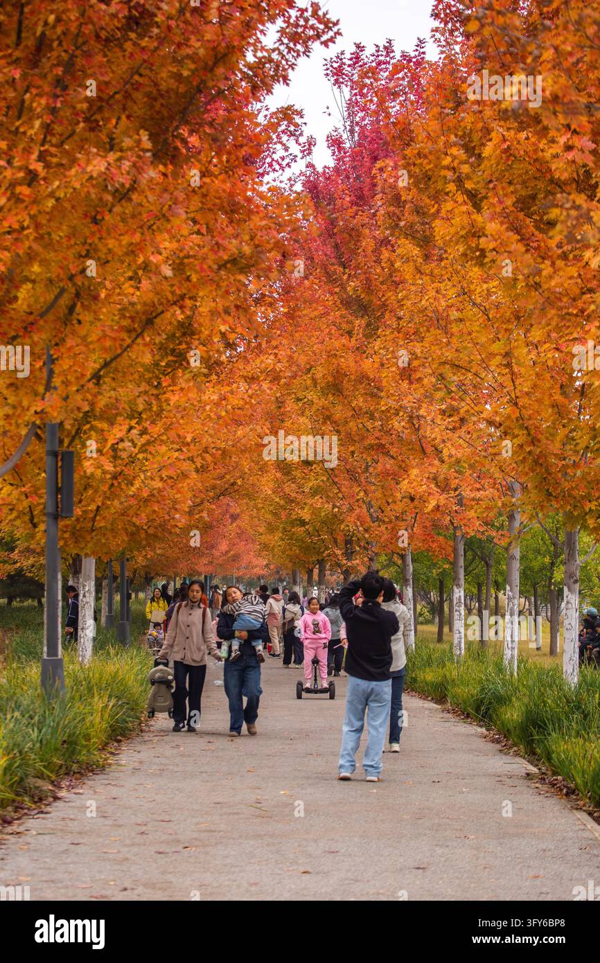 Red Ribbon Maple A 4.4-km 'Red Leaf Avenue' enters its peak viewing season in Beijing's ...