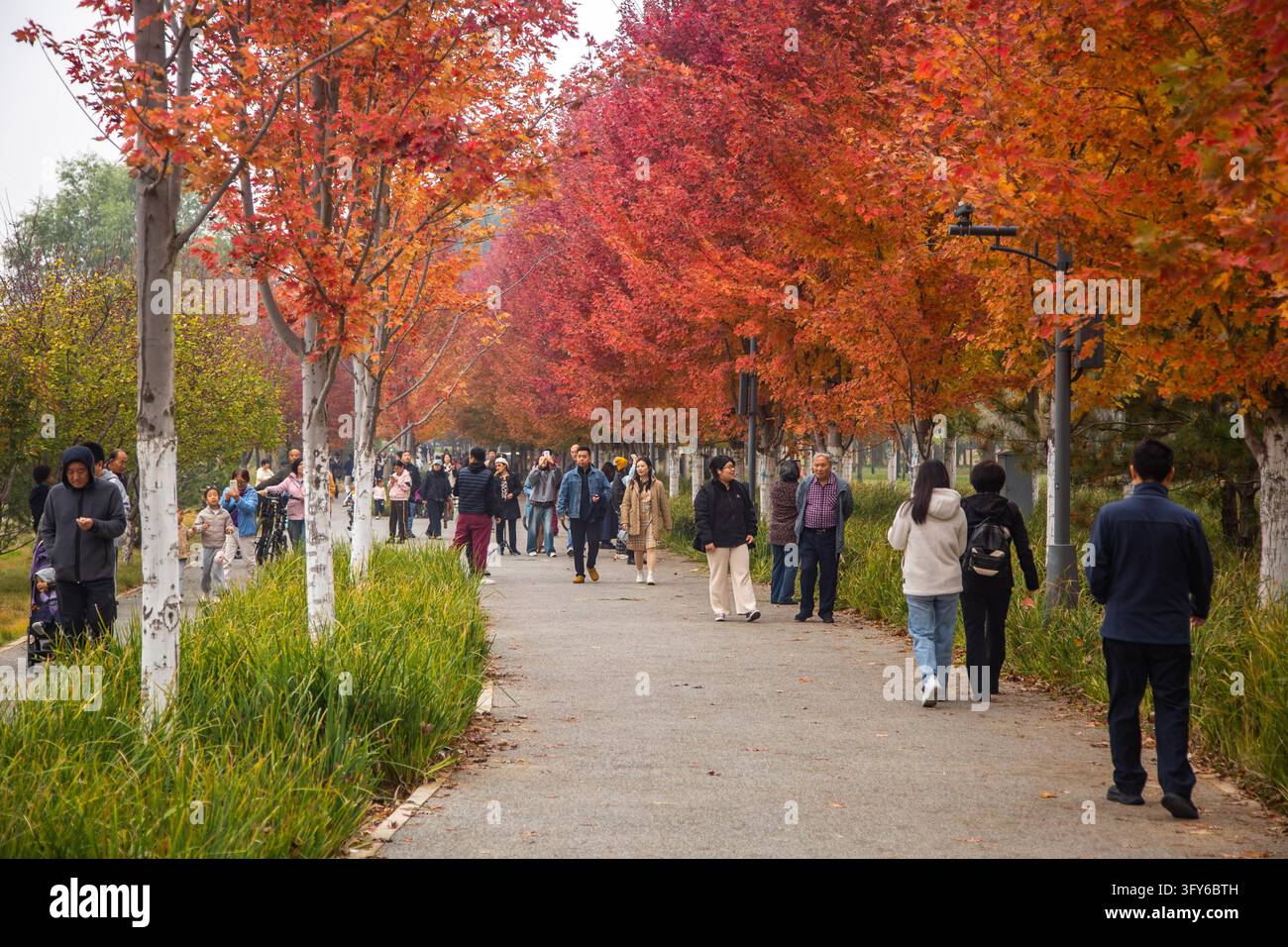 Red Ribbon Maple A 4.4-km 'Red Leaf Avenue' along the Yudai River east branch in the ...