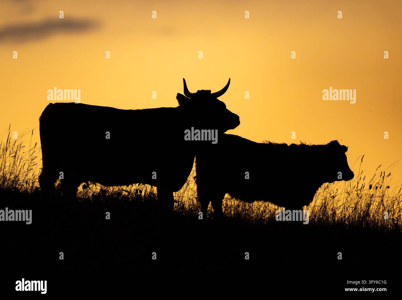 Calf Rearing Infomation 25 October 2026, Brandenburg, Mallnow: Two domestic cattle (Bos taurus ...