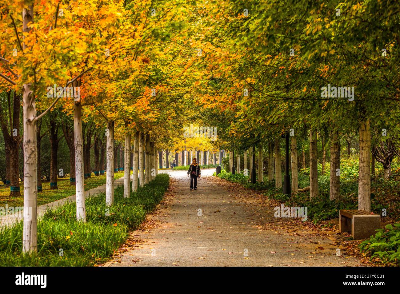 Red Ribbon Maple The 4.4-km 'Red Leaf Avenue' enters its peak viewing period in Beijing ...