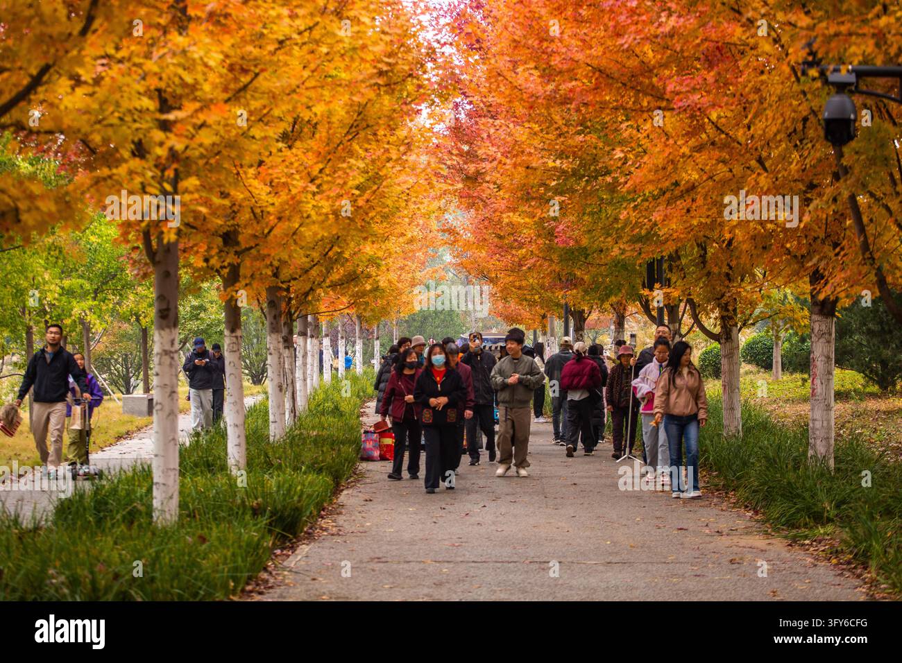 Red Ribbon Maple The 4.4-km 'Red Leaf Avenue' enters its peak viewing period in Beijing ...