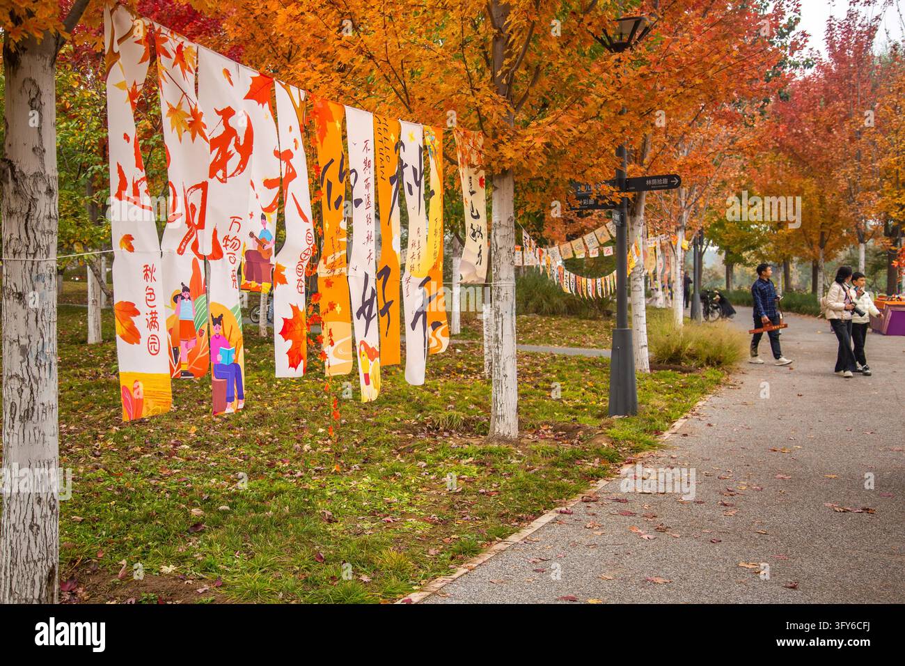 Red Ribbon Maple A 4.4-km 'Red Leaf Avenue' along the Yudai River east branch in the ...