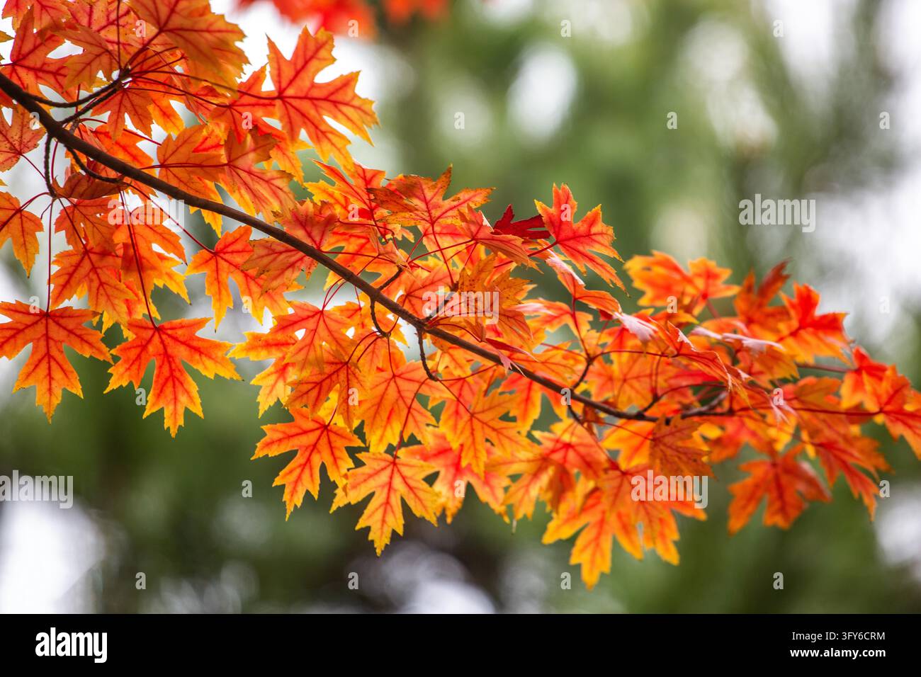 Red Ribbon Maple A 4.4-km 'Red Leaf Avenue' along the Yudai River east branch in the ...