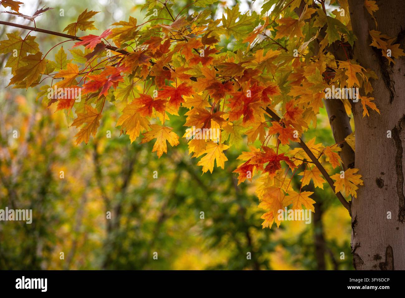 Red Ribbon Maple The 4.4-km 'Red Leaf Avenue' enters its peak viewing period in Beijing ...
