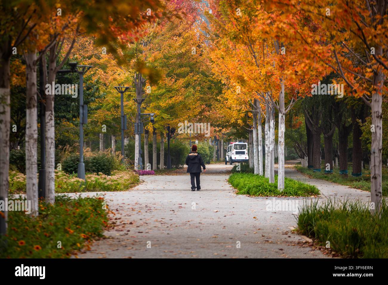 Red Ribbon Maple The 4.4-km 'Red Leaf Avenue' along the Yudai River east branch in the ...