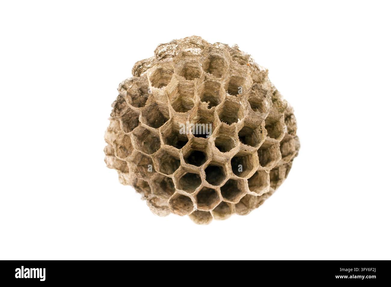 Wasp Files Wasp nest close-up on white background. Honeycomb of a hornet's nest ...