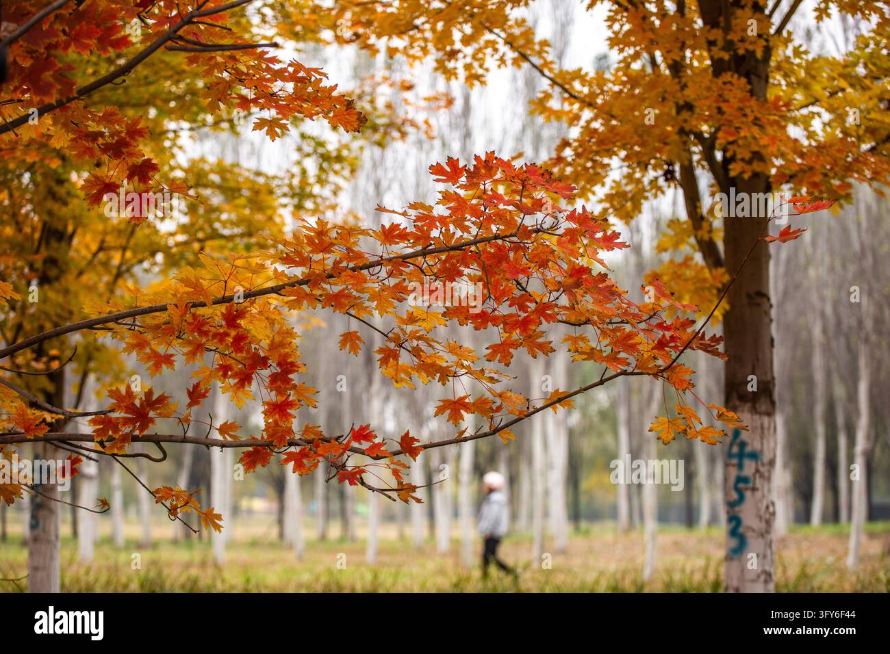 Red Ribbon Maple A 4.4-km 'Red Leaf Avenue' along the Yudai River east branch in the ...