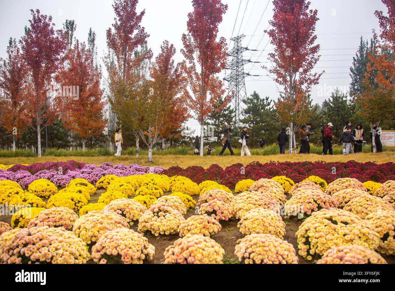 Red Ribbon Maple The 4.4-km Red Leaf Avenue along the east branch of Yu Dai River in the ...