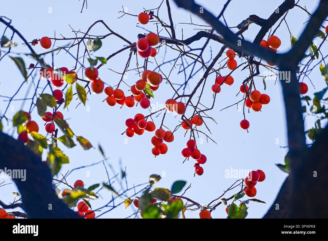 Ripe persimmons hang from branches at Miaoxi Town, Qingzhou, east China ...
