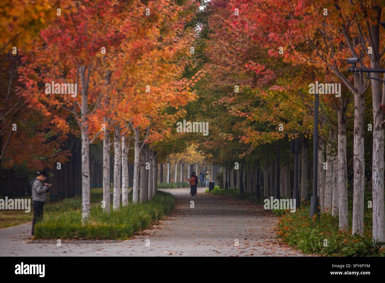 Red Ribbon Maple A 4.4-km stretch of 'Red Leaf Avenue' enters its peak viewing season ...