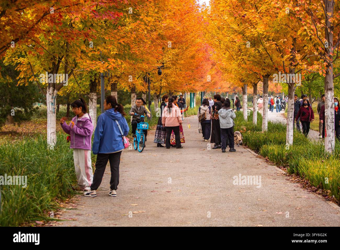 Red Ribbon Maple The 4.4-km 'Red Leaf Avenue' enters its peak viewing season in Beijing ...