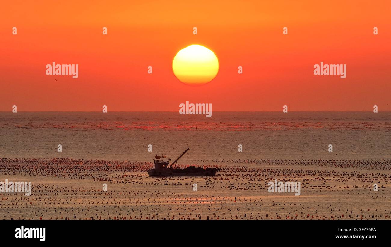 Fish Worker Workers sail fishing boats at sunrise to drop oyster seedlings and ...