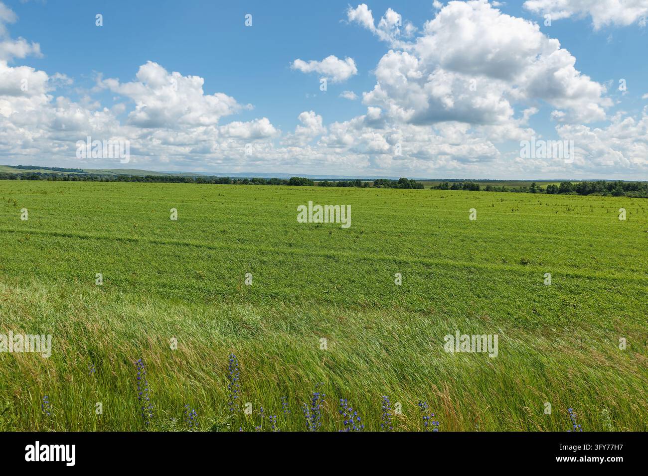 Vast green agricultural crop field stretching to horizon under blue sky ...