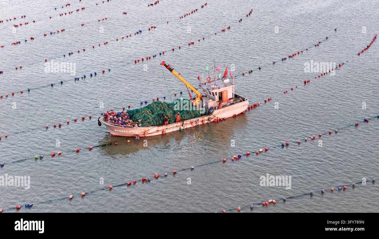 Fish Worker Workers drive fishing boats to cast oyster seedlings at a marine ranch ...