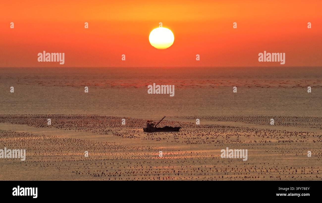 Fish Worker Workers sail fishing boats at sunrise to tend oyster farms and replace ...