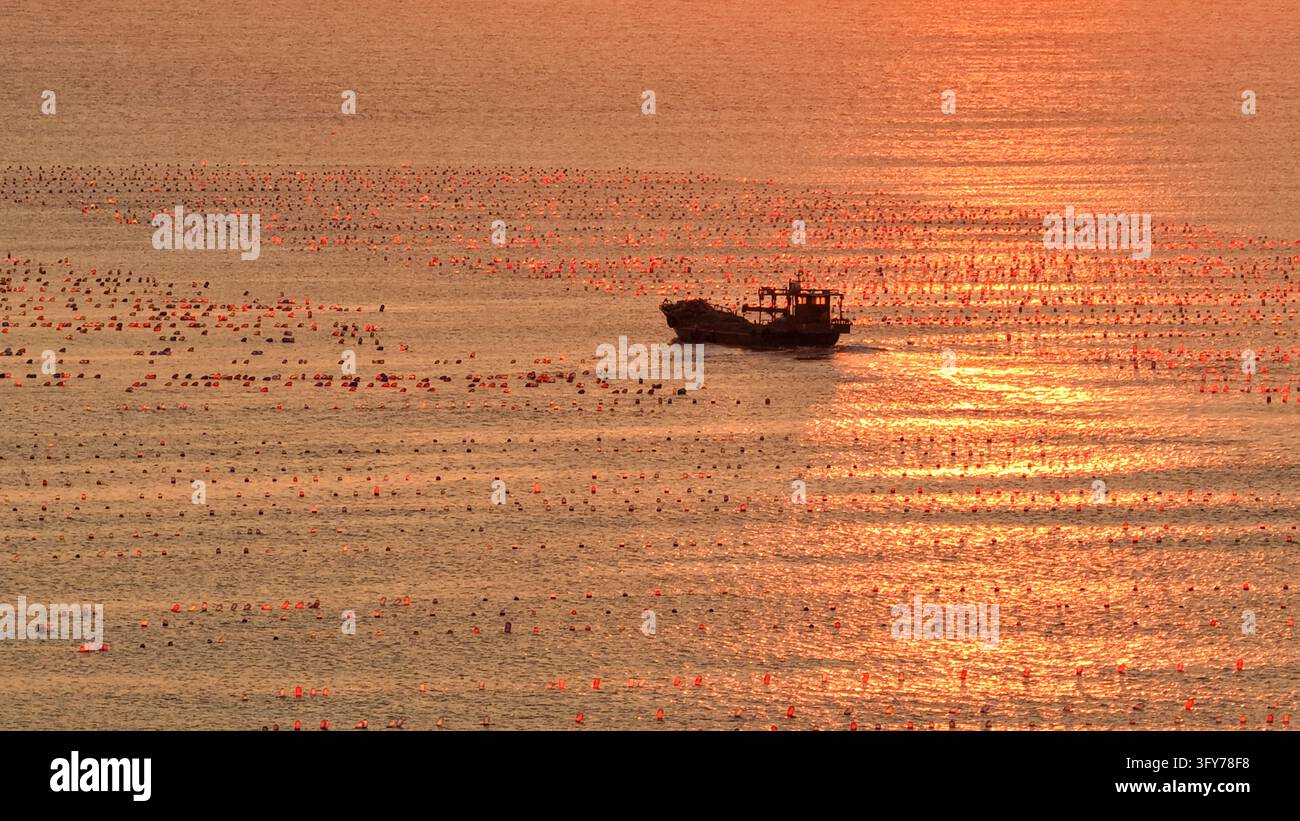 Fish Worker Workers sail fishing boats at sunrise to tend oyster farms and replace ...