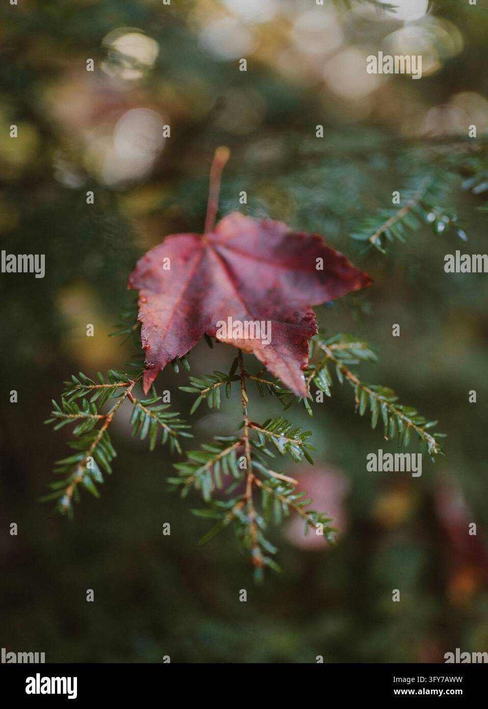 Fallen red maple leaf on an evergreen branch after rain Stock Photo