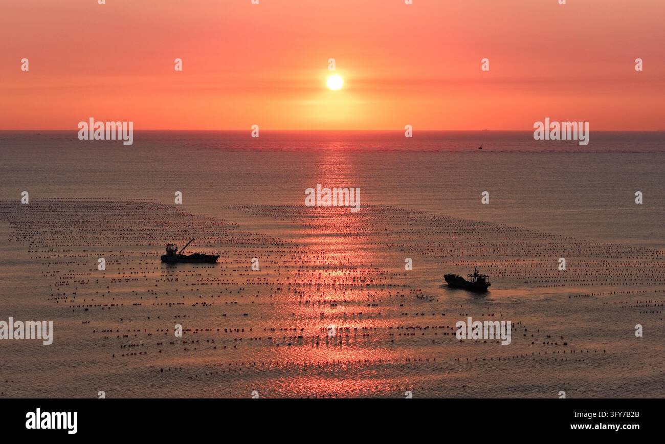 Fish Worker Workers sail fishing boats at sunrise to tend oyster farms and replace ...
