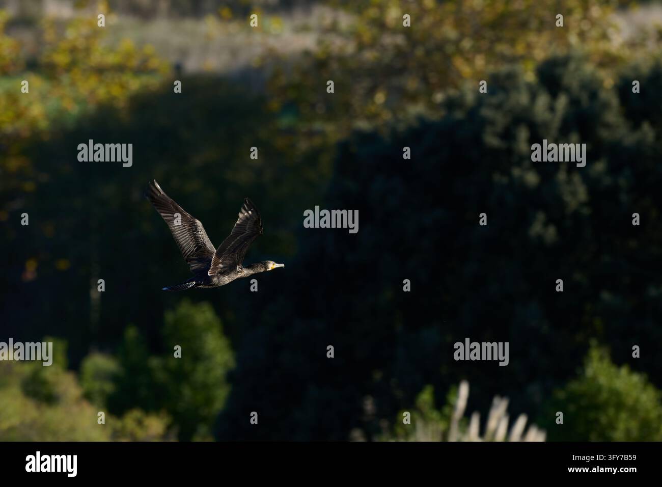 Great cormorant, flying with wings spread above dark water, crossing a ...