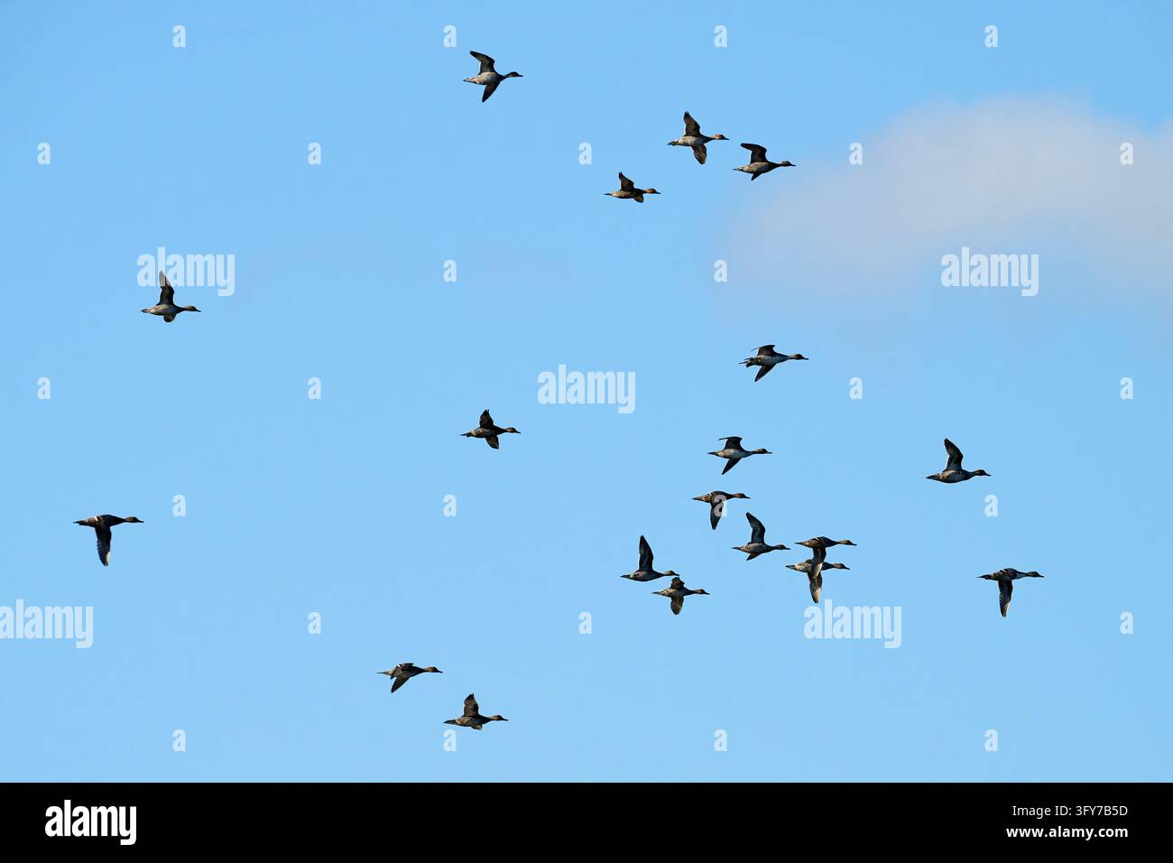 Wild waterfowl, spread across a clear blue sky, flying in loose ...