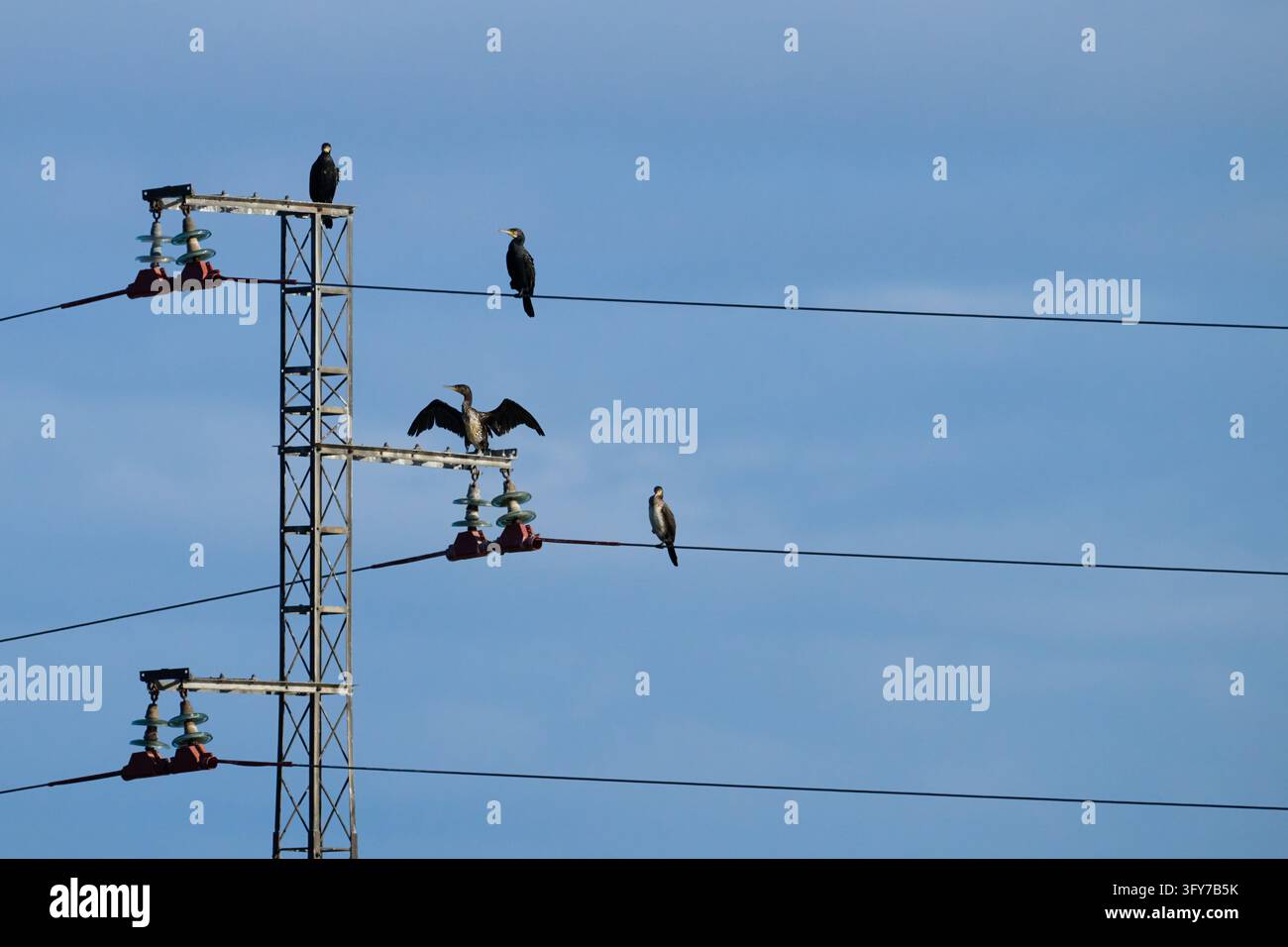Cormorants perching on power lines, one bird spreading its wings beside ...