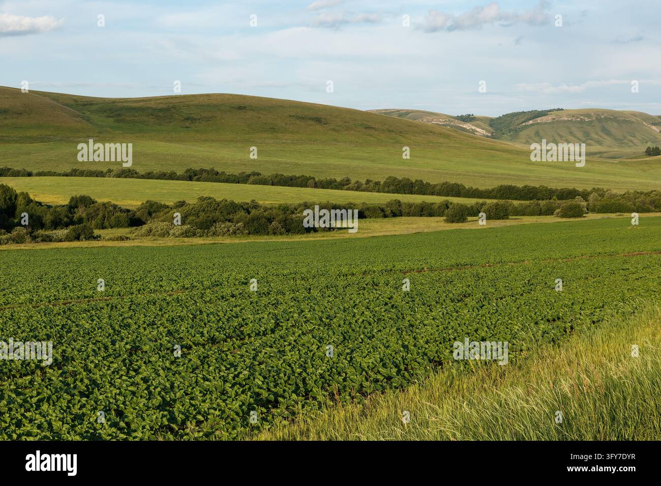 Agricultural field of green sunflowers stretching across rolling hills ...