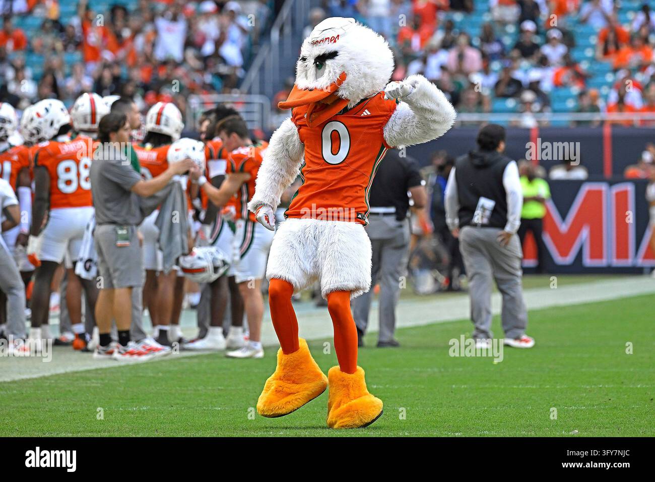 MIAMI GARDENS - OCTOBER 24: Miami's mascot, Sebastian the Ibis, fires ...