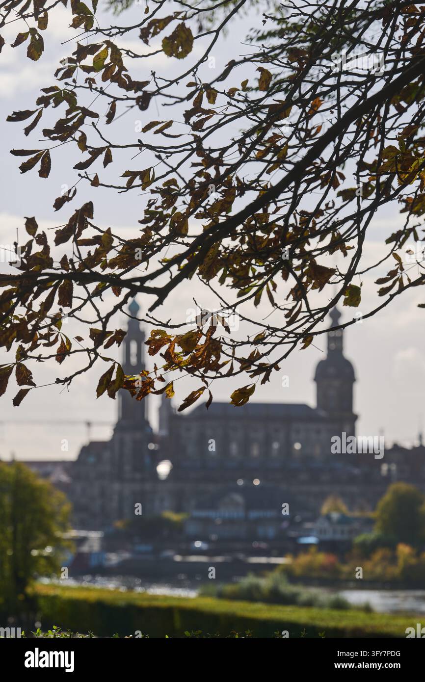 26 October 2026, Saxony, Dresden: The leaves on a chestnut tree in the ...