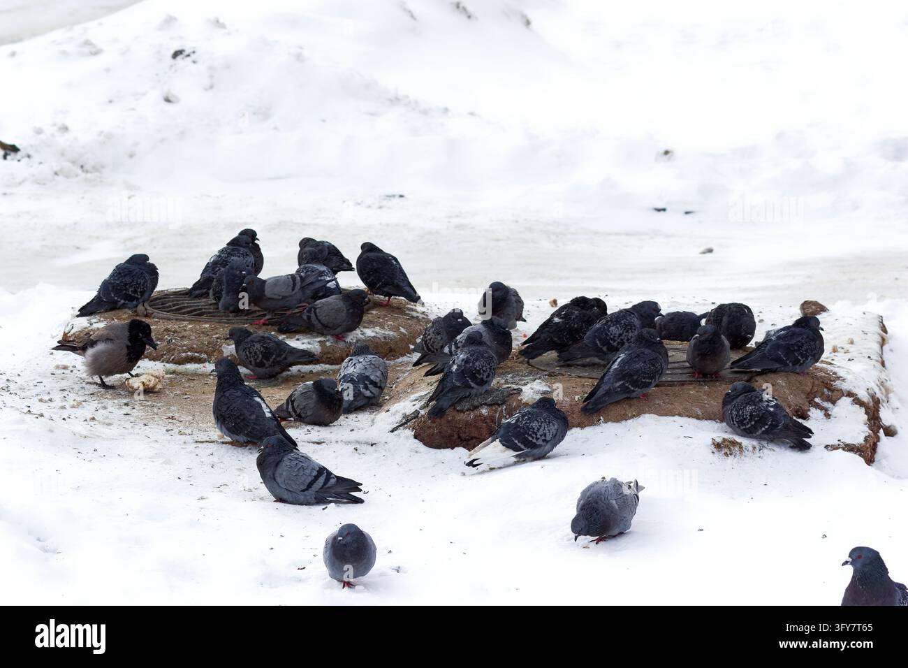 Flock of pigeons and a crow warming on urban sewage manholes during a ...