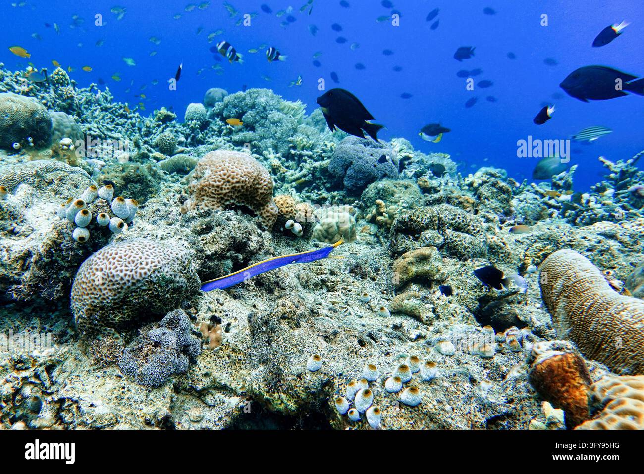 Indonesia, Flores, Maumere, a blue ribbon eel extends from a reef ...