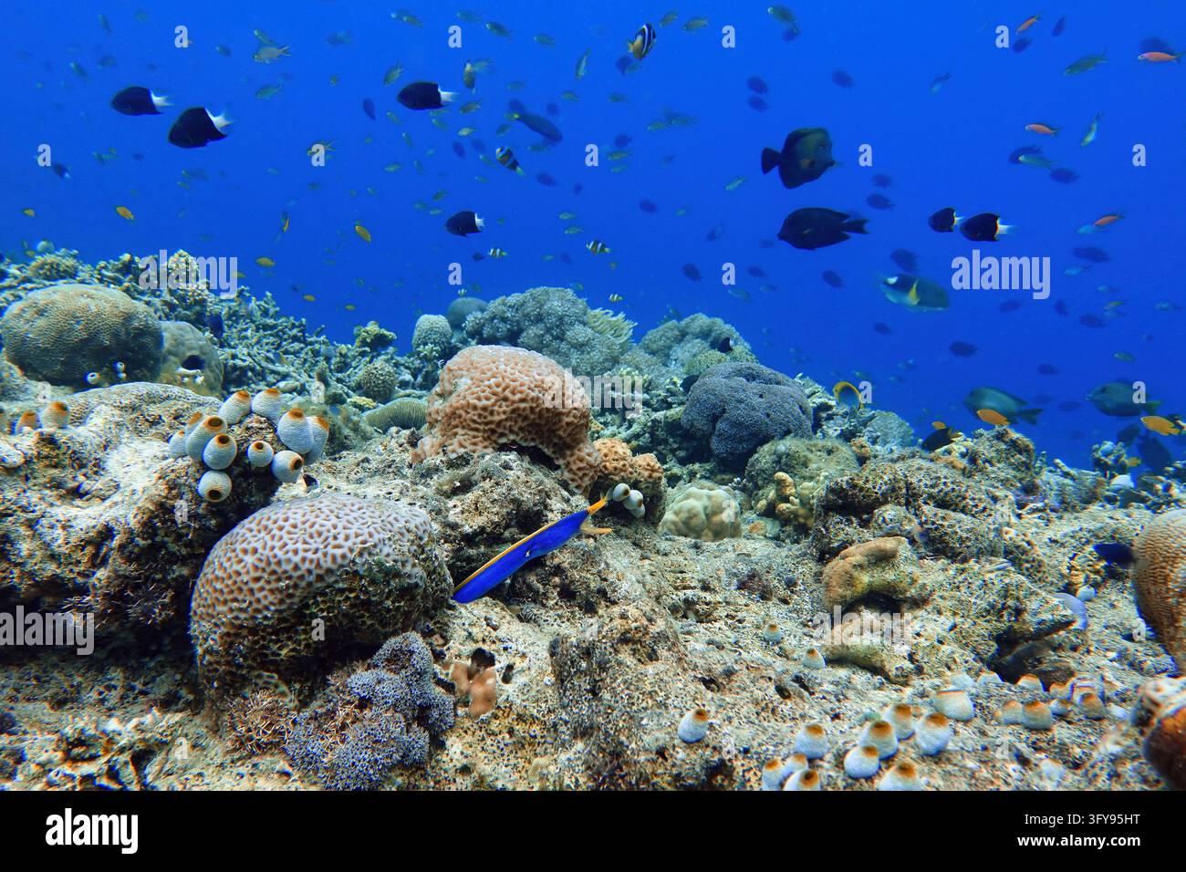 Indonesia, Flores, Maumere, a blue ribbon eel extends from a reef ...
