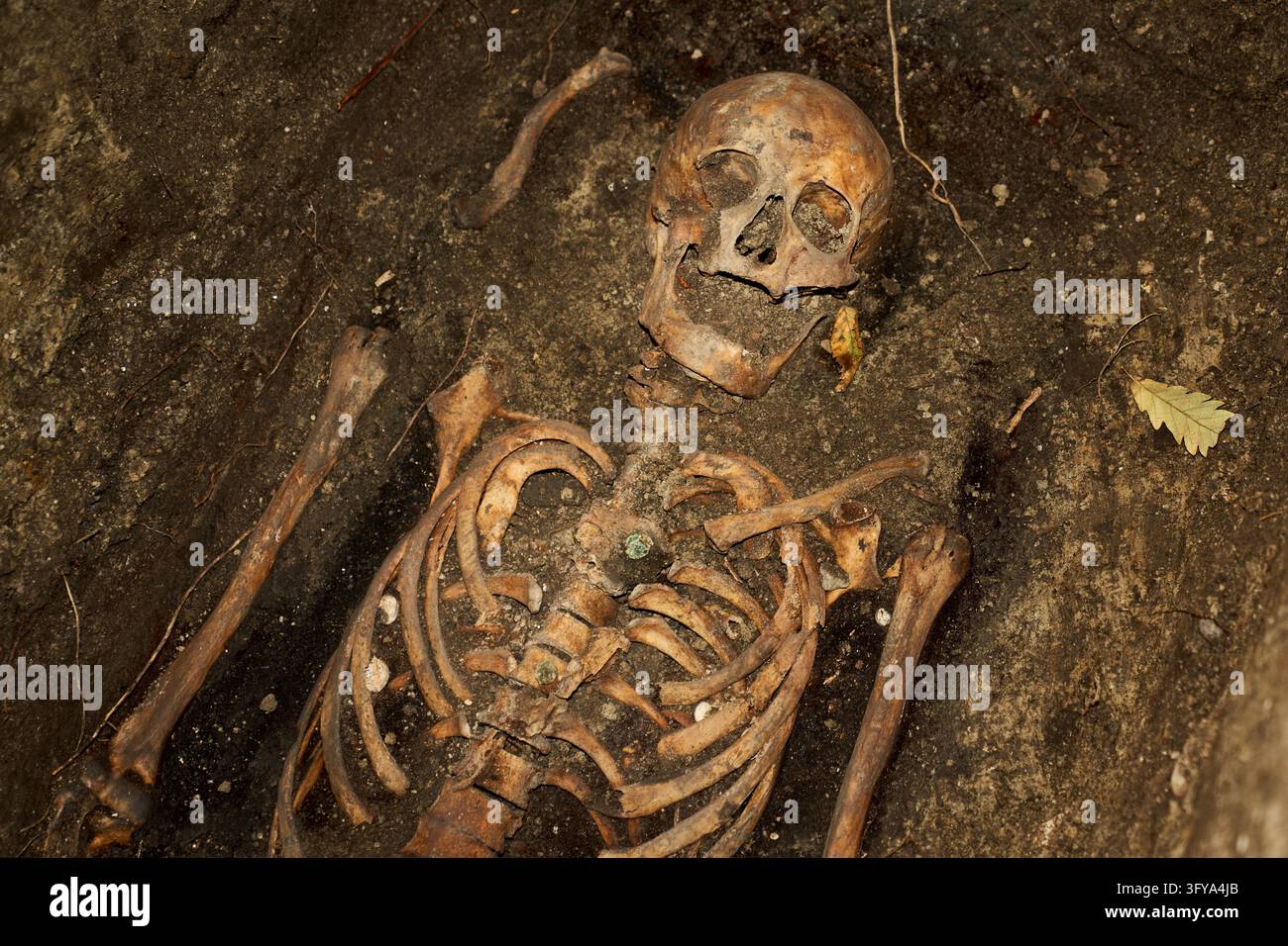 Excavated human remains are seen during archaeological investigations ...