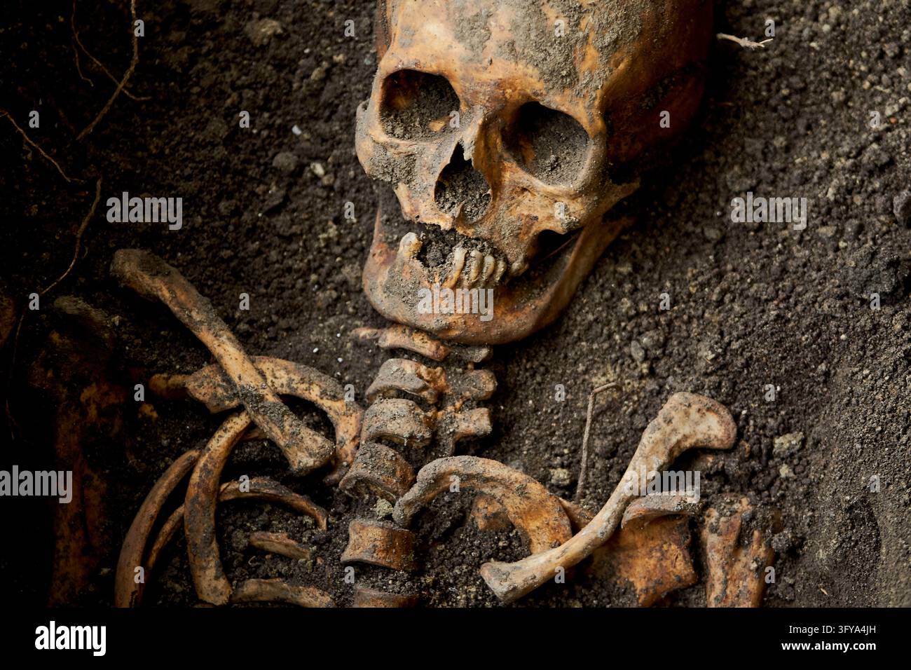 Excavated human remains are seen during archaeological investigations ...