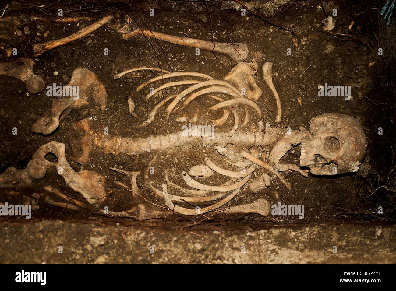 Excavated human remains are seen during archaeological investigations ...