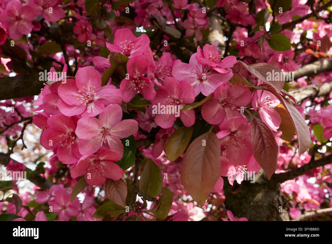Malus floribunda purpurea tree in bloom Stock Photo
