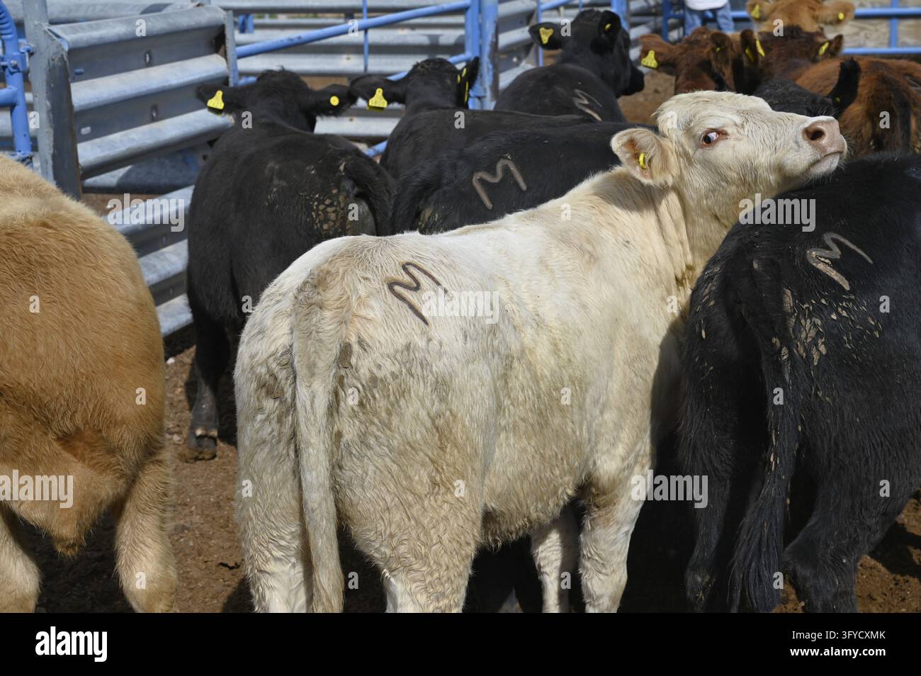 Branded cattle from Chihuahua, Mexico wait in a holding pen at the ...