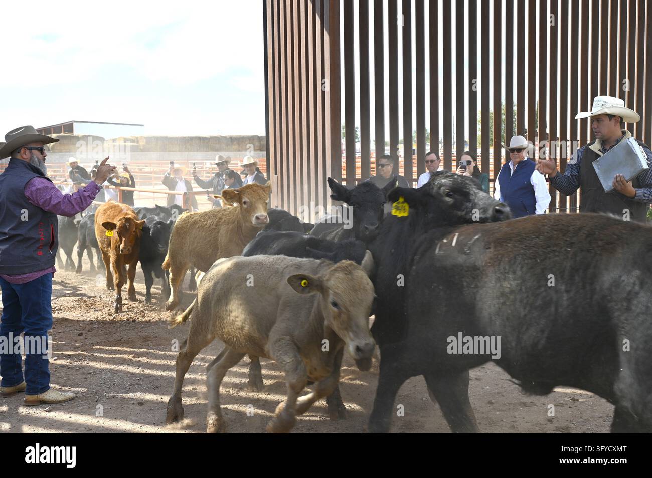 Cattle cross the U.S.-Mexico border at the Columbus Stockyards in ...