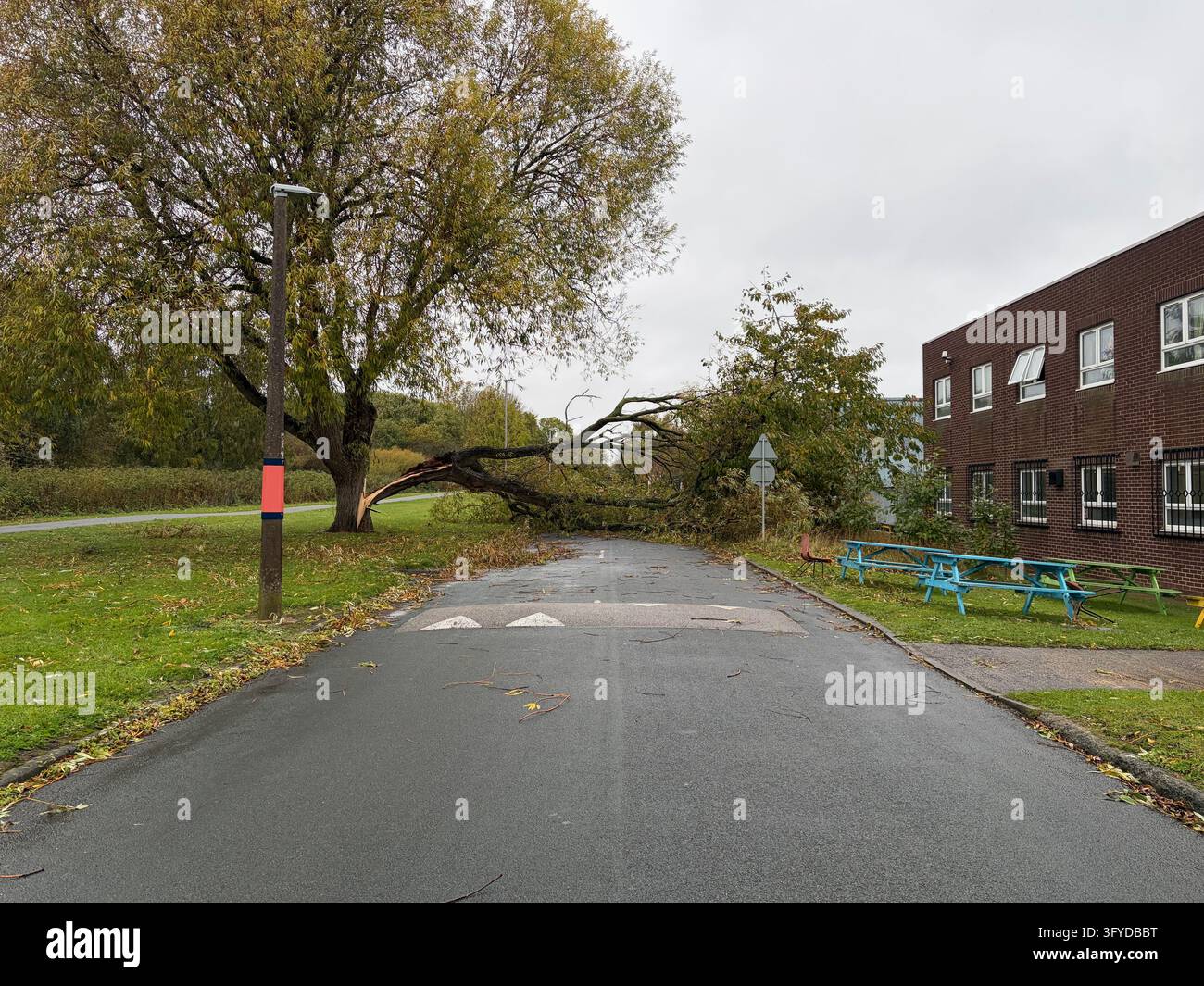A broken tree limb lies across a wet paved road beside a red-brick building and picnic tables. - Smartphone Captured Stock Image