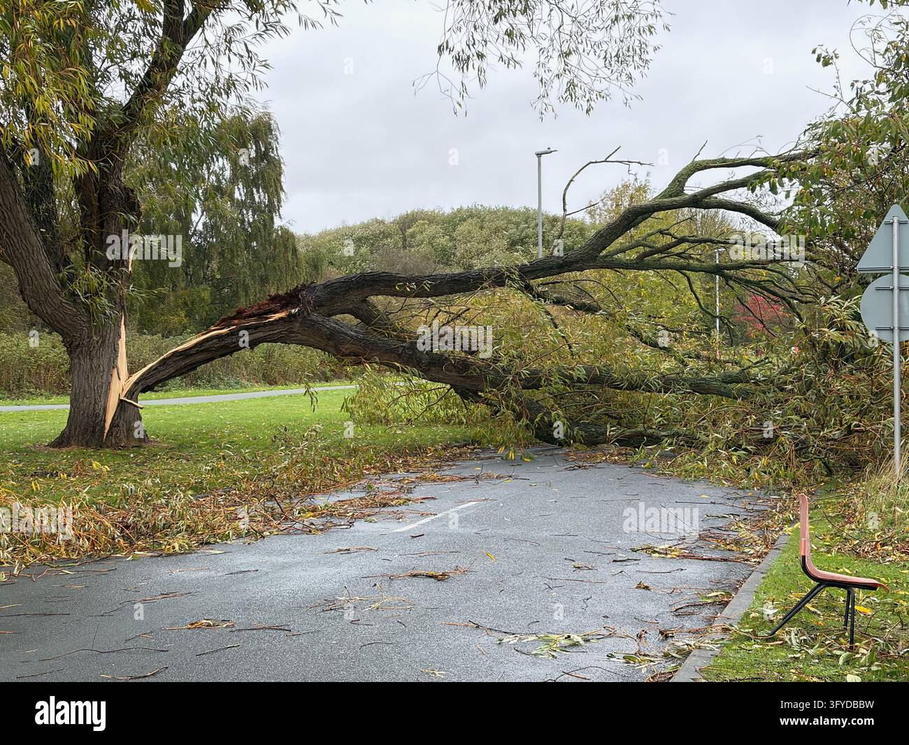 A split tree limb lies low across a wet road, with exposed pale wood visible at the break. - Smartphone Captured Stock Image